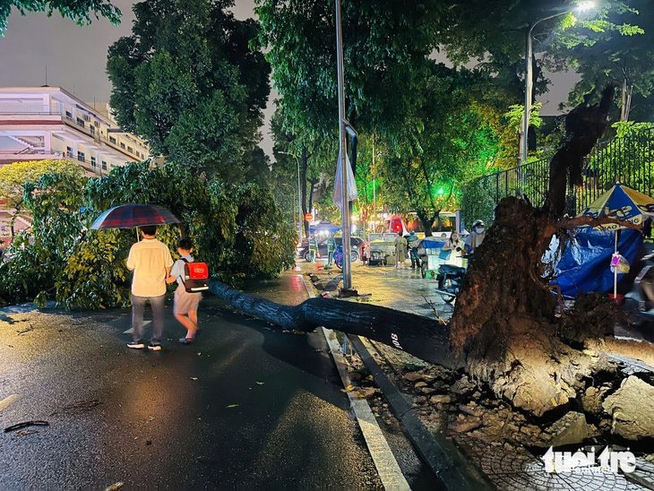 Cây xanh tại TP.HCM bật gốc ngày càng nhiều, vì sao? - Ảnh 1.