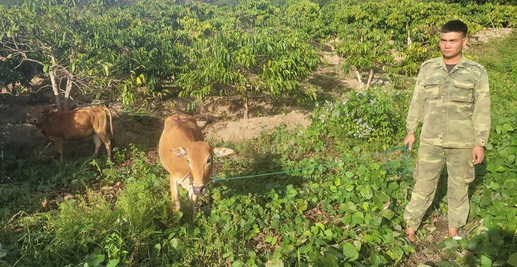 Anh A Trương, con trai bà HLul, dắt con bò tự mua giá 8 triệu đồng, bên cạnh bò của hàng xóm do xã Ngọk Wang cấp với giá 16,5 triệu đồng - Ảnh: HUỲNH CÔNG ĐÔNG