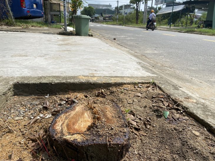 Cưa trộm sưa đỏ ngang nhiên như trong phim ở Đà Nẵng- Ảnh 1. Gốc sưa trước nhà bà N. bị cắt chiều 27-11 - Ảnh: B.D.