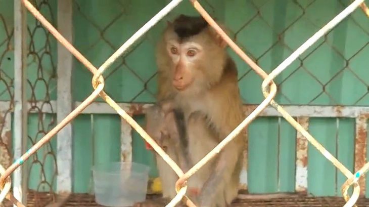 Đã bắt được khỉ đuôi lợn cắn nữ nhân viên quán cà phê ở quận 12- Ảnh 1. Con khỉ đuôi lợn bị lực lượng chức năng phối hợp với người dân bắt lại - Ảnh do lực lượng chức năng cung cấp